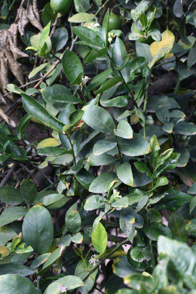            Sun leaves (Egyptian, Riverside, CA)   